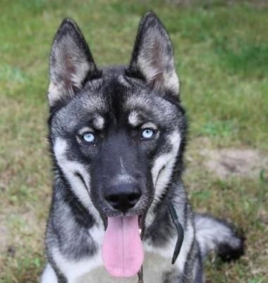 Christophe Rutz - Siberian Husky - Portée née le 26/10/2013