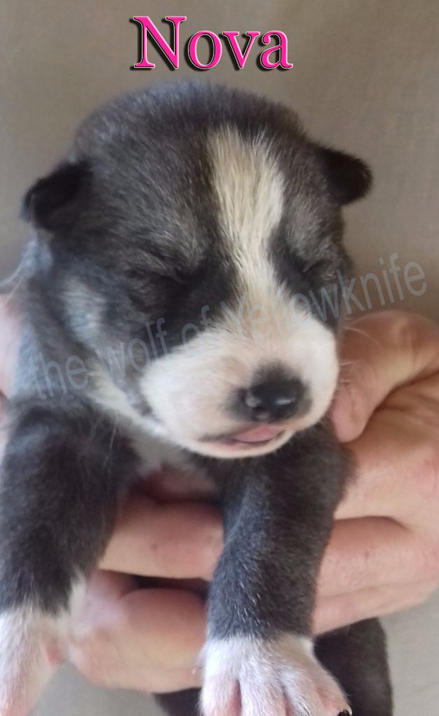 CHIOT